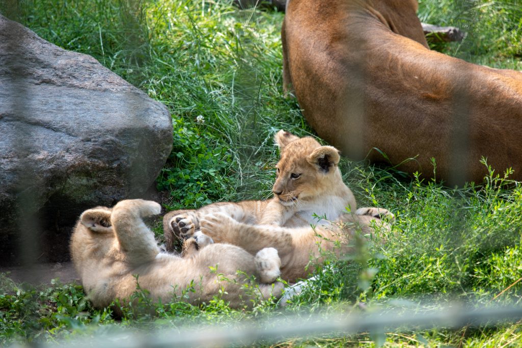 Two lion clubs play together on the grass in their fenced enclosure while an adult lion reclines nearby